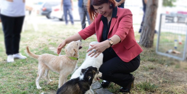 avcilar belediyesi nden kuduz asisi kampanyasi